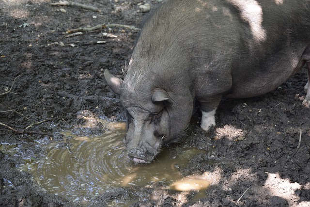 的胜利不仅 的胜利不仅
